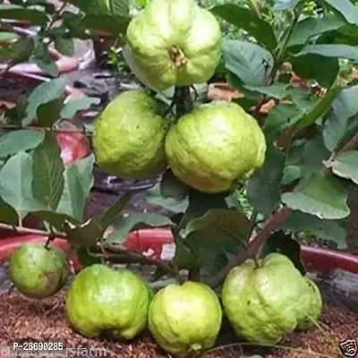 Baishnab Guava Plant Guava Ruby Supreme PLANT-103-thumb0