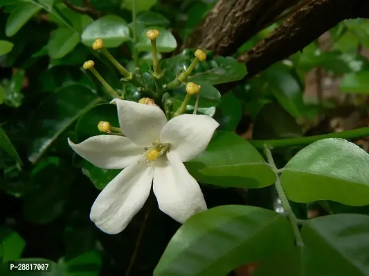 Baishnab  Murraya paniculata  Kamini03 Madhu Kami-thumb0