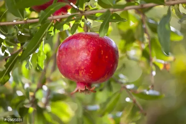 Baishnab Pomegranate Plant POMEGRANATEBEDANA PLANT-P81-thumb0