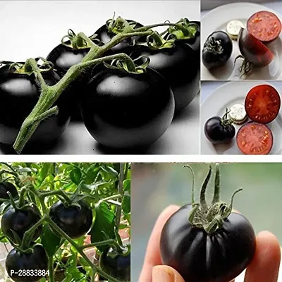 Baishnab tomato seed 100 ps viRare Aromatic Organic Cherry and Black Tomato Indigo100PIECE-thumb0