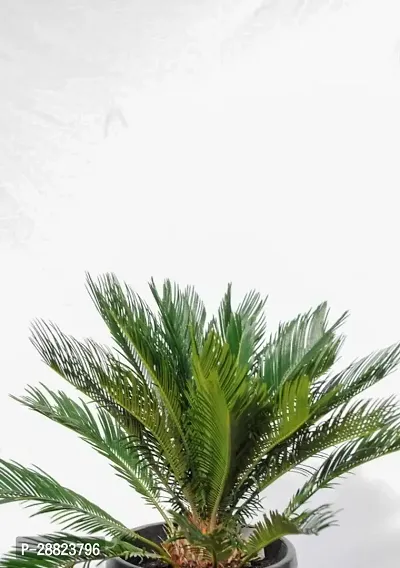 Baishnab  Cycas Revoluta Plant Live Plant CF551 C