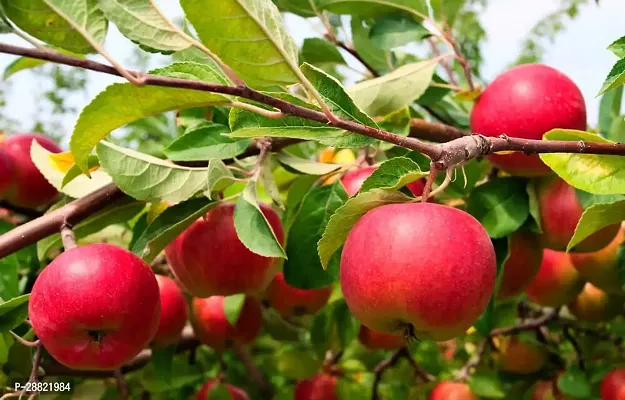 Baishnab  Malus pumila Apple Plant