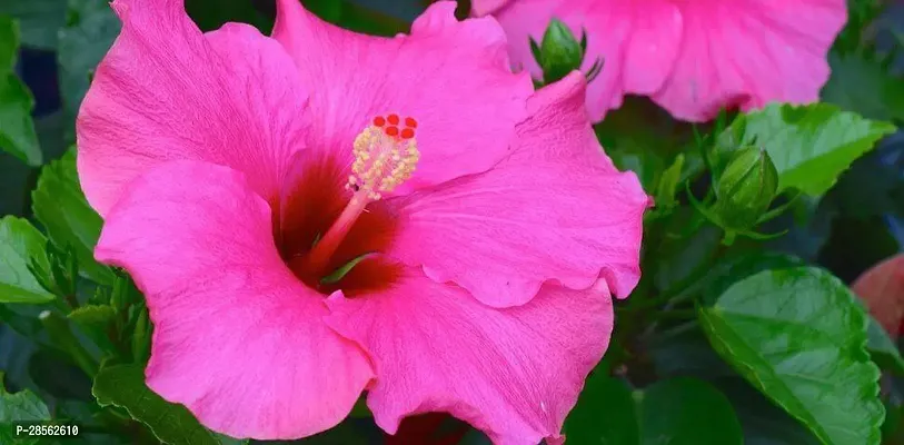 Baishnab Hibiscus Plant Hibiscus Pink CF3001711-thumb0