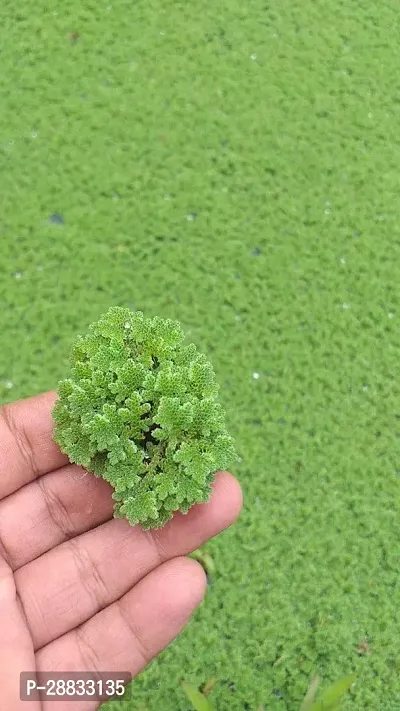 Baishnab EN EA SK im z04Azolla200PIECE