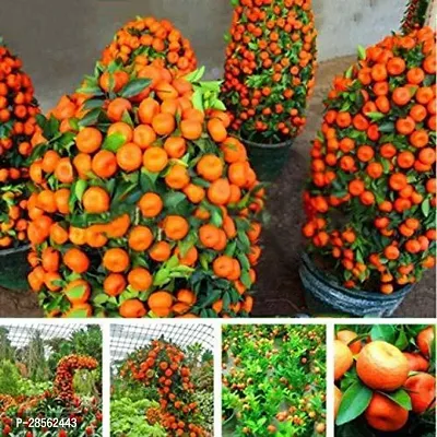 Baishnab Orange Plant PLT-184