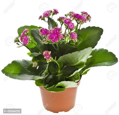 Baishnab Kalanchoe Plant E-GRDN_776-thumb0