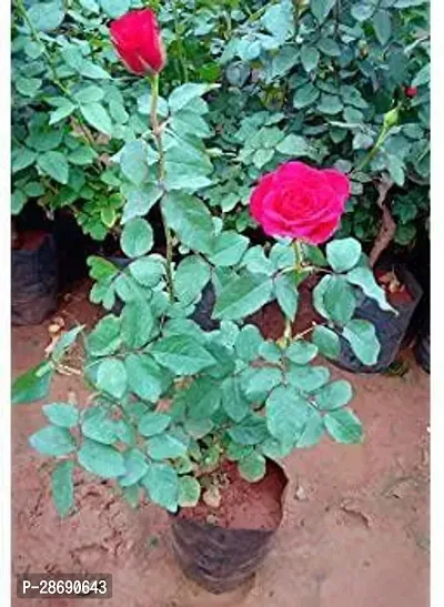 Baishnab Rose Plant combo of Rose plant And jasmine Plant-thumb0