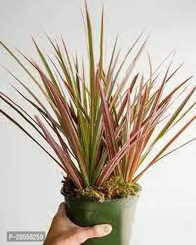 Baishnab Dracaena Plant DRACAENA PLANT-thumb0