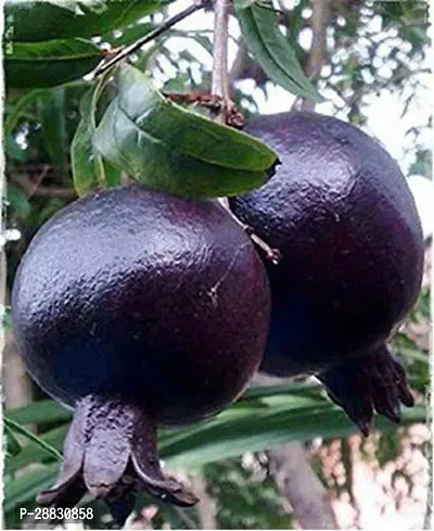 Baishnab  Hybrid Anar plant 2 Pomegranate Plant-thumb0