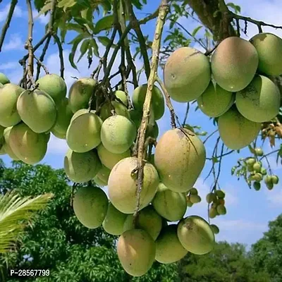 Baishnab Mango Plant Mango Tree (Sindhu, Grafted, Seedless) - Plant-thumb0