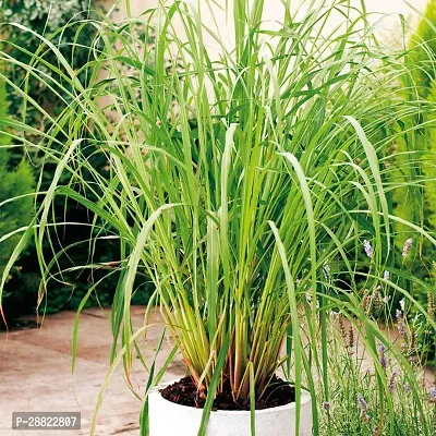 Baishnab  Lemon Grass Plant-thumb0