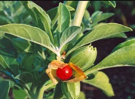 Baishnab AshwagandhaIndian Ginseng Ashwagandha BeautifulMedicinal Live Plant-thumb1