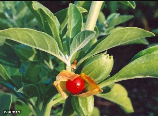 Baishnab AshwagandhaIndian Ginseng Ashwagandha BeautifulMedicinal Live Plant-thumb2