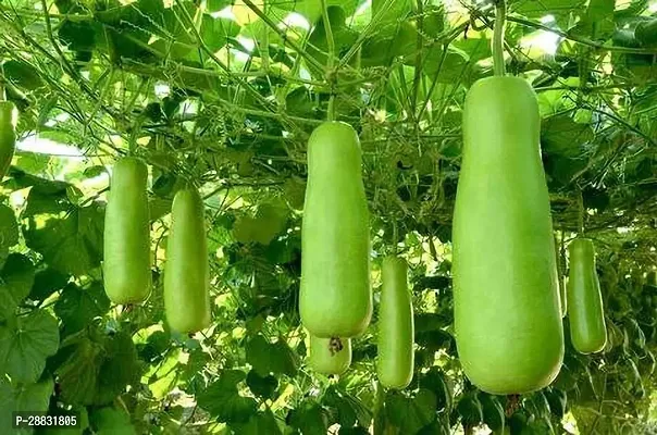 Baishnab Lau  Seed 50 psBottle Gourd Long Seeds Seed50PIECE-thumb0