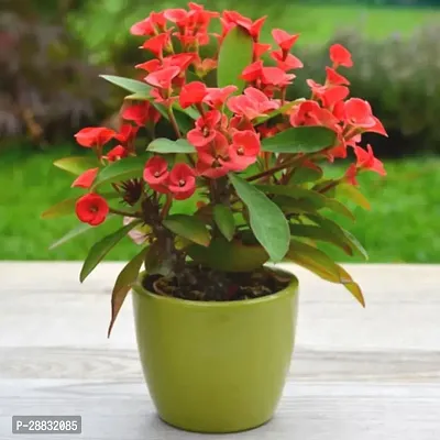 Baishnab  EU009 Euphorbia Plant-thumb0