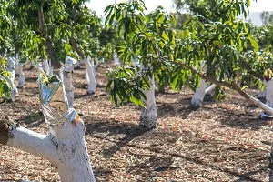 Baishnab Mango Plant Growing mango plant-thumb1