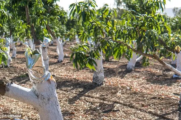 Baishnab Mango Plant Growing mango plant-thumb2