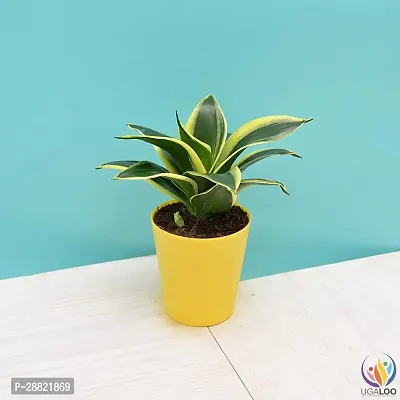 Baishnab  Sansevieria Golden Hahnii Snake Plant Sna-thumb0