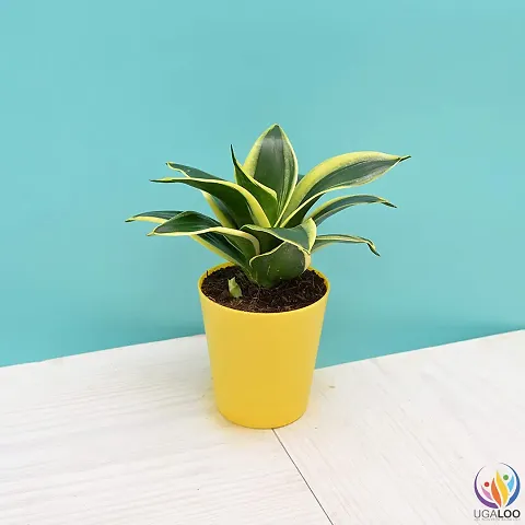 Trendy Plant & Planters 