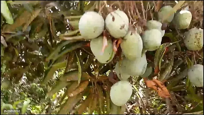 Baishnab  Neelam Mango Fruit Live Plant Mango Plant-thumb0