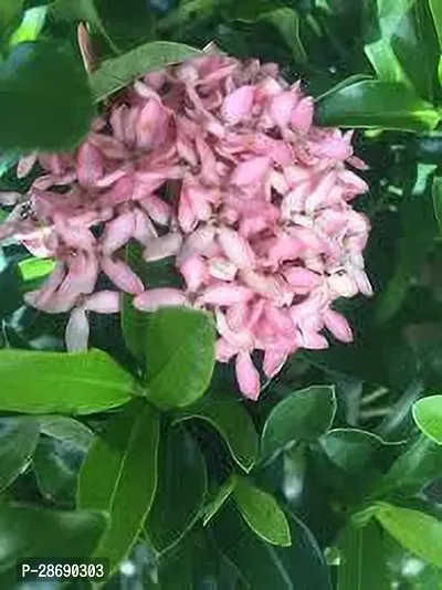 Baishnab Ixora Plant IXORA PLANT EES-thumb0