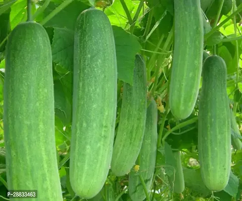 Baishnab Cucumber seed 50ps aaHybrid Cucumber50PIECE-thumb0