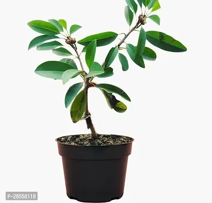 Baishnab Chiku Plant chiku plant 5030-thumb0