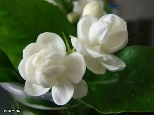 Baishnab  1e11 Jasmine Plant