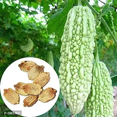 Baishnab Karala Seed 25PSAS 31325PIECE-thumb2