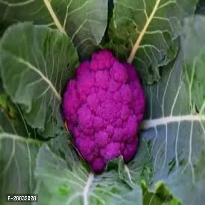 Baishnab Cauliflower seed 100 per packet rbPurple Cauliflower  Phol Gobhi  F1 Hybrid Vegetable Seeds   G3487100PIECE