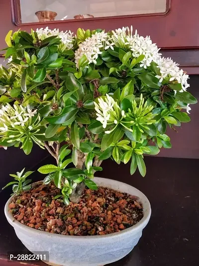 Baishnab  Ixora Flower Plant WhiteCFA407 Trothic