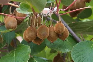 Baishnab Kiwi Plant Kiwi, plant Fruit (Grafted) - Fruit PlantsTree Outdoor Living Indoor Plants-thumb1