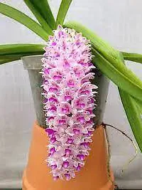 Baishnab Lily Plant Exotic Vanda Rhyncostylis retusa Foxtail Orchid Live Plant in Pot-thumb1