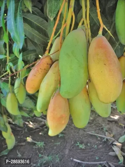 Baishnab Mango Plant Hybrid Thai Banana Shaped Mango Grafted Live Plant. Th2-thumb0