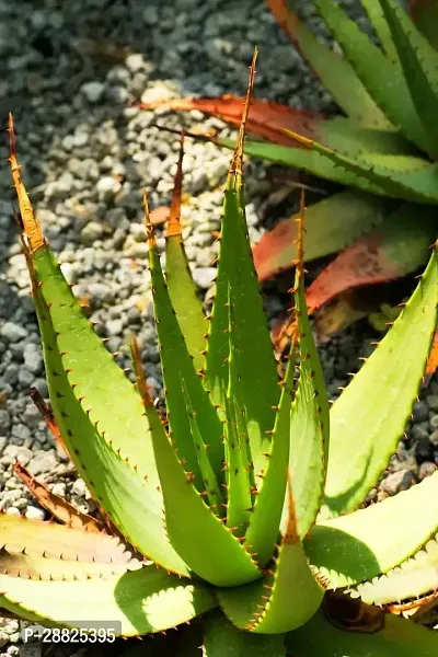 Baishnab  Aloe Vera Plant CF00040 Aloe Vera Plant-thumb0