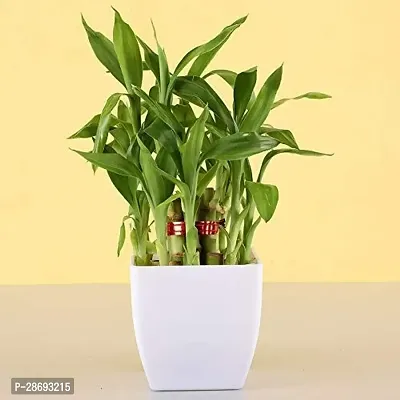 Baishnab Two Layer Bamboo Plant Two Layer Bamboo Plant with White Blossom Pot