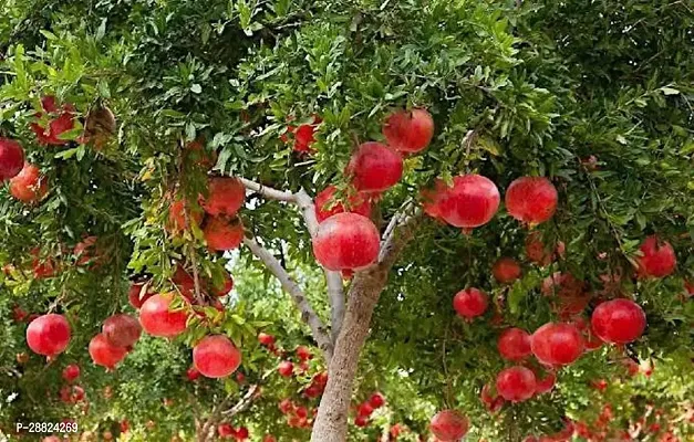 Baishnab  kk11 Pomegranate Plant-thumb0