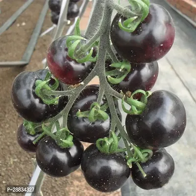 Baishnab tomato seed 500 ps dlpOrganic Purple Cherry Tomatoes Seeds500PIECE-thumb0