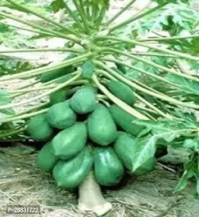 Baishnab Papaya seed 200 PsIND PM11   PREMIUM BEST SELLER 100 percent GERMINATION PAPAYA PAPITA FRUIT SEED HYBRID 200 SEEDS.200PIECE-thumb0