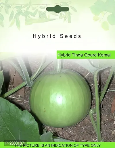 Baishnab Bottole gourd 10ps mc ygu Bottle Gourd Lauki Lau Clabash Seeds   Hybrid F1 Sarita10PIECE