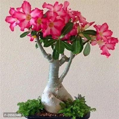 Baishnab Adenium Plant adenium plant 4022-thumb0