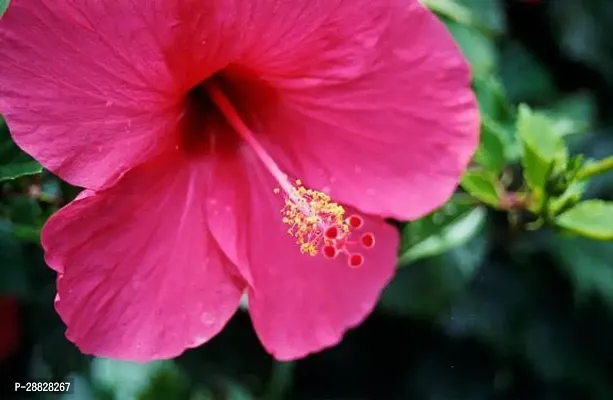 Baishnab  Hibiscus Red Plant CF048112211 Hibiscus-thumb0