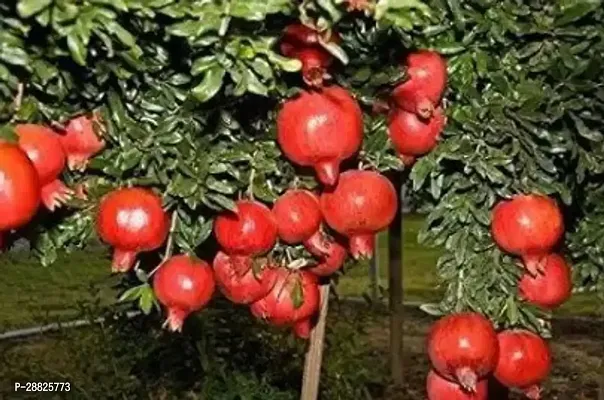 Baishnab  Pomegranate Plant Live Plant CF010311 P-thumb0