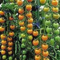 Baishnab tomato seed 1000 ps hjk Hybrid Tomato Cherry   SUNGOLD F1 1000PIECE-thumb1