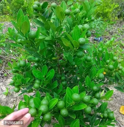 Baishnab Sweet Lemon Plant Sweet Popular Lemon Plant-thumb0