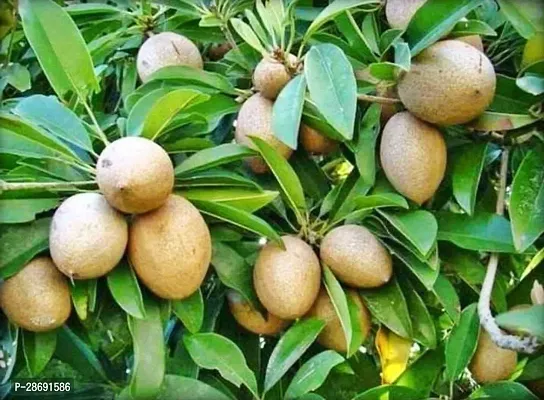 Baishnab Chiku Plant Live Fruit Plant Manilkara Zapota,Sapodilla, Sapota, chikoo, Chico, Naseberry, or Nispero Sapota Chikoo SapotaChikoo Healthy (Thailand Variety) for Home and Outdoor Garden.v2-thumb0