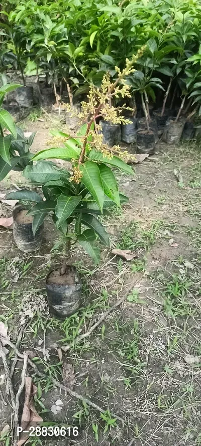 Baishnab  Original Grafted All Time Mango plants Ma-thumb0