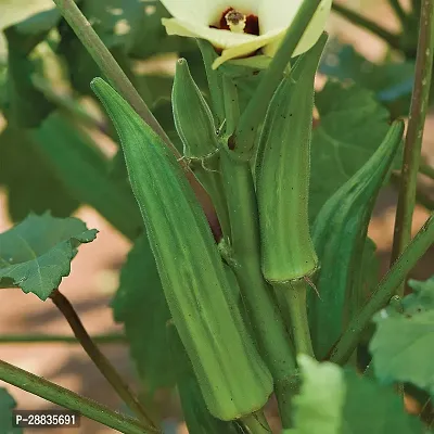 Baishnab Seed 500per packet XF334500 Green Okra 2679500PIECE