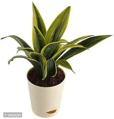 Baishnab Snake Plant Sansevieria Gold Flame Snake Succulent Live Plant with Pot - Medium-thumb0