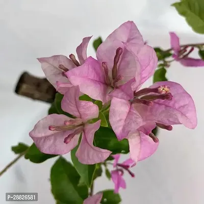 Baishnab  g111 Bougainvillea Plant-thumb0